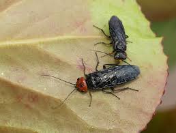 Attēlu rezultāti vaicājumam “Acantholyda erythrocephala”