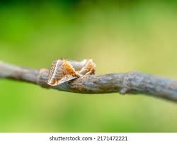 Attēlu rezultāti vaicājumam “Habrosyne pyritoides”