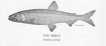 Image result for Osmerus mordax