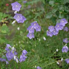 Image result for Campanula persicifolia