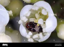 Attēlu rezultāti vaicājumam “Anthrenus scrophulariae”