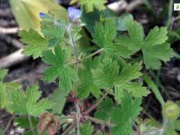 Attēlu rezultāti vaicājumam “Geranium bohemicum leaf”