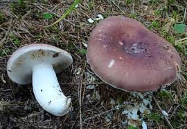 Attēlu rezultāti vaicājumam “Russula vesca”