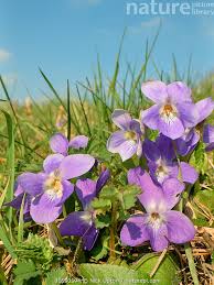 Attēlu rezultāti vaicājumam “Viola hirta flower”