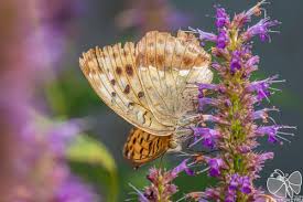 Attēlu rezultāti vaicājumam “Argynnis laodice female”