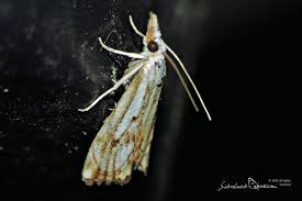 Attēlu rezultāti vaicājumam “Catoptria falsella”