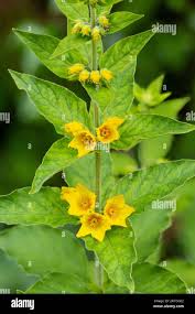 Attēlu rezultāti vaicājumam “Lysimachia punctata”