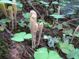 Attēlu rezultāti vaicājumam “Clavariadelphus ligula”