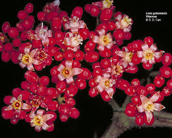 Attēlu rezultāti vaicājumam “Vitaceae”