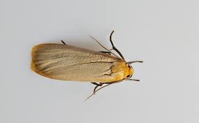 Attēlu rezultāti vaicājumam “Eilema depressa”