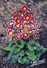 Attēlu rezultāti vaicājumam “Primula elatior flower”