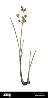 Attēlu rezultāti vaicājumam “Juncus bulbosus”