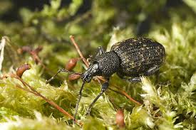 Attēlu rezultāti vaicājumam “Sinodendron cylindricum female”