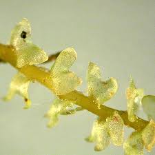 Attēlu rezultāti vaicājumam “Barbilophozia kunzeana”