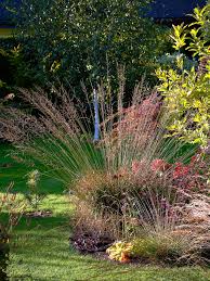 Attēlu rezultāti vaicājumam “Molinia caerulea flower”