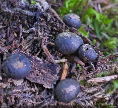 Attēlu rezultāti vaicājumam “Lycogala paraconfusum macro”