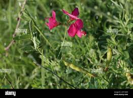 Attēlu rezultāti vaicājumam “Lathyrus tuberosus flower”
