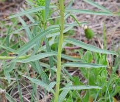 Attēlu rezultāti vaicājumam “Euphorbia virgata”