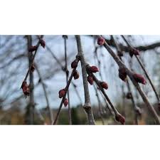 Attēlu rezultāti vaicājumam “Cercidiphyllum japonicum fruit”