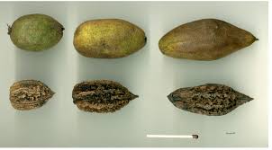 Attēlu rezultāti vaicājumam “Juglans cinerea fruit”