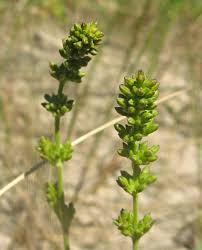 Attēlu rezultāti vaicājumam “Silene borysthenica bud”