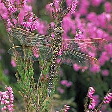 Attēlu rezultāti vaicājumam “Aeshna juncea male”