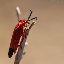Attēlu rezultāti vaicājumam “Lygistopterus sanguineus larva”