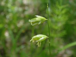 Attēlu rezultāti vaicājumam “Melica nutans flower”