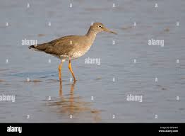 Attēlu rezultāti vaicājumam “Tringa totanus adult”