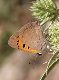 Attēlu rezultāti vaicājumam “Lycaena phlaeas underside”