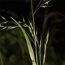 Attēlu rezultāti vaicājumam “Festuca gigantea”