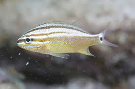 Image result for Haemulon plumierii