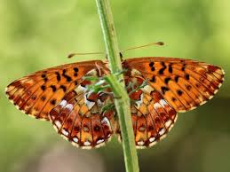 Attēlu rezultāti vaicājumam “Boloria aquilonaris”