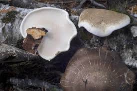 Attēlu rezultāti vaicājumam “Postia tephroleucus”