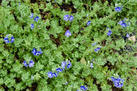 Attēlu rezultāti vaicājumam “Veronica persica”