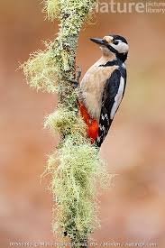 Attēlu rezultāti vaicājumam “Dendrocopos major female”