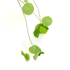 Attēlu rezultāti vaicājumam “Rosa subcanina leaf”