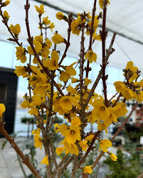 Attēlu rezultāti vaicājumam “Forsythia suspensa flower”