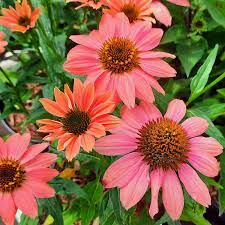 Image result for Sonnenhut