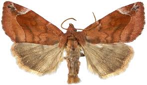 Attēlu rezultāti vaicājumam “Cosmia pyralina”