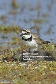 Attēlu rezultāti vaicājumam “Charadrius dubius adult”
