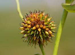 Attēlu rezultāti vaicājumam “Sparganium neglectum fruit”