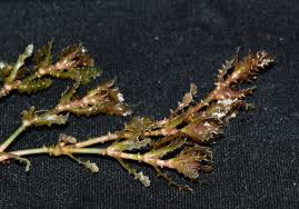 Attēlu rezultāti vaicājumam “Najas marina leaf”