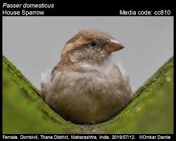 Image result for Passer domesticus
