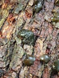 Attēlu rezultāti vaicājumam “Neocudoniella albiceps”