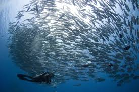 Image result for Scuba Skooling