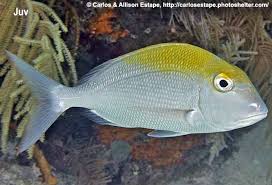 Image result for Calamus bajonado