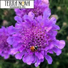 Image result for scabiosa caucasica