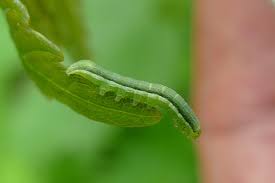 Attēlu rezultāti vaicājumam “Orthosia gracilis”