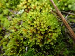 Attēlu rezultāti vaicājumam “Bryum rubens”